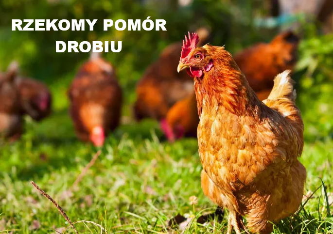 Rozporządzenie Wojewody Małopolskiego