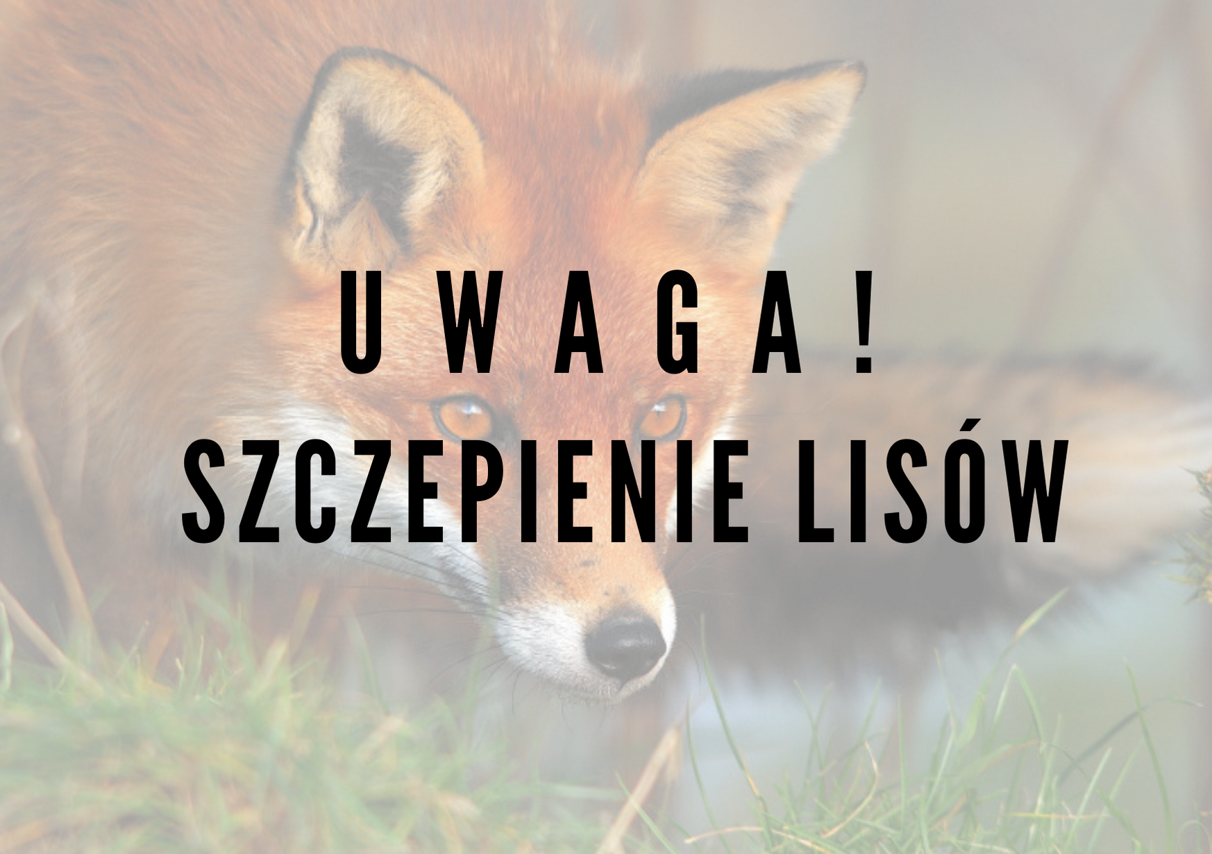 Ochronne szczepienia lisów