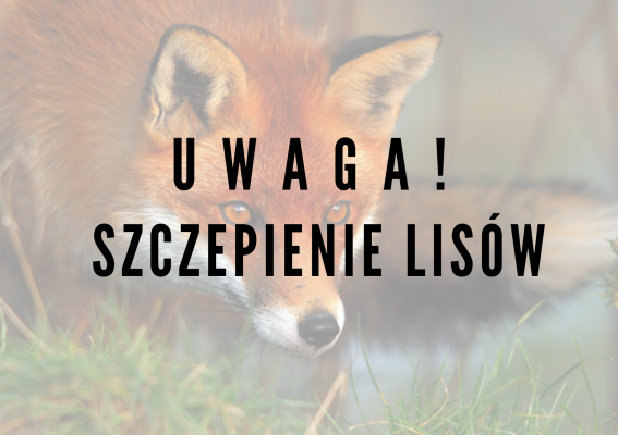 Ochronne szczepienia lisów